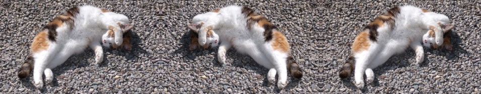 chat